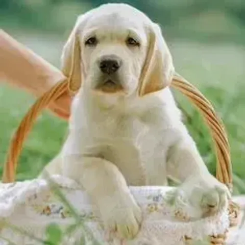 Labrador Retriever,Labrador Retriever Filhote Disponível com Facilidade na Entrega