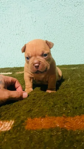 Vendo filhotes de american bully canil registrado