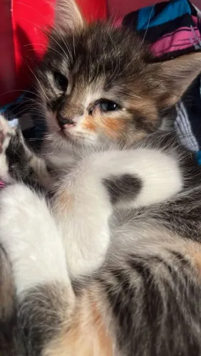 Gatinha pra doação 