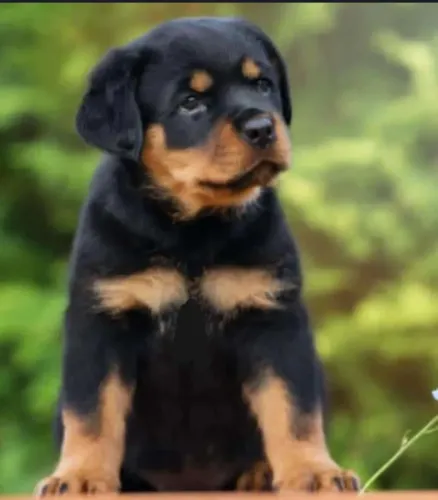FILHOTES DE ROTTWEILER LEGÍTIMO - ALTO PADRÃO