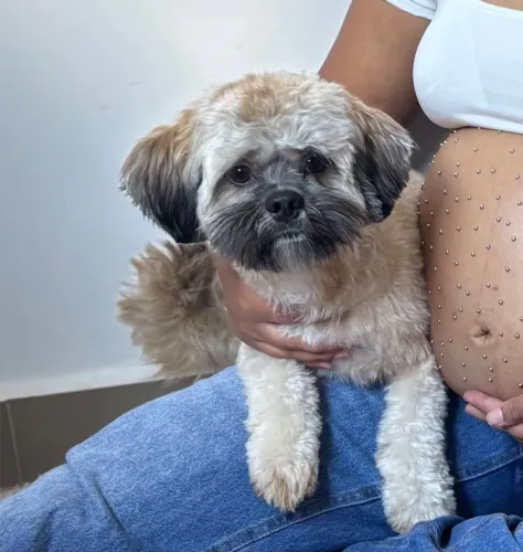 Doação de Shih Tzu