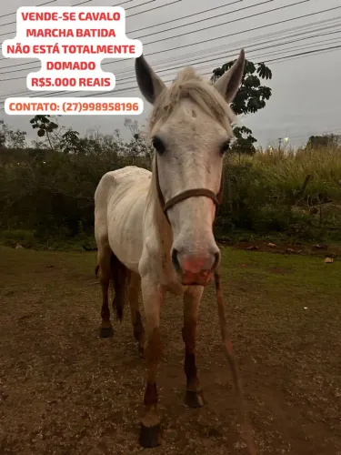 Vende-se Cavalo