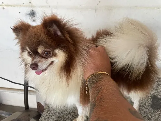 Procura-se namorada | spitz alemão lulu da Pomerania