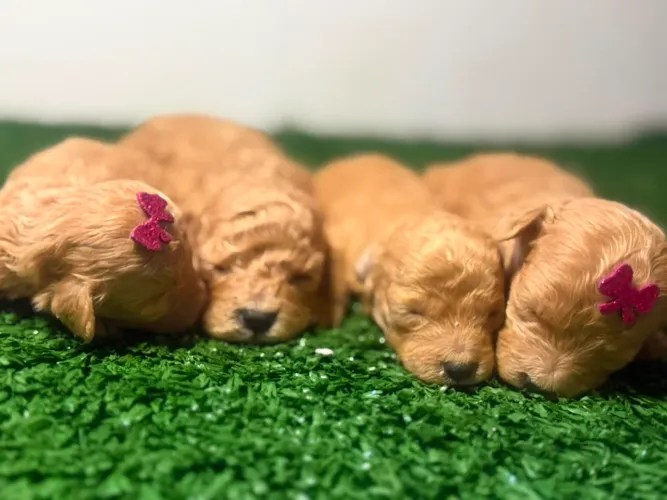 Um amigo fiel para toda vida | Poodle Toy 