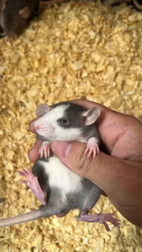 Rato/ratinho para pet 