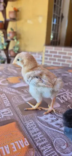 Pintinhos indio gigante com caipira
