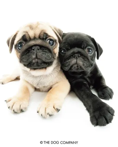 Pug Presença Que Renova Sua Rotina