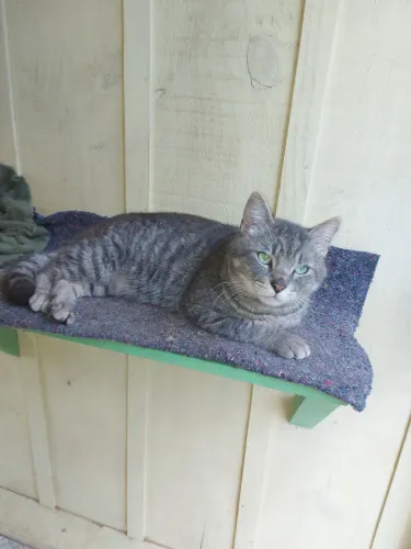 Doação de gato, macho, castrado, adulto