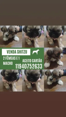 Venda Shitzu puro
