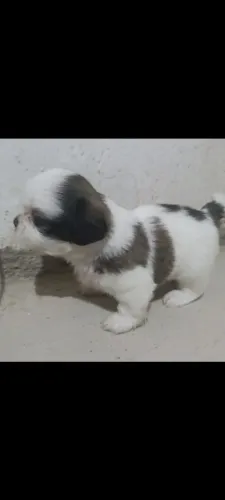 Filhote de Shih tzu