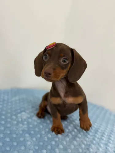 dachshund salsichinha
