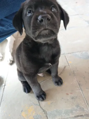 DOA-SE CACHORRO MACHO RACIADO