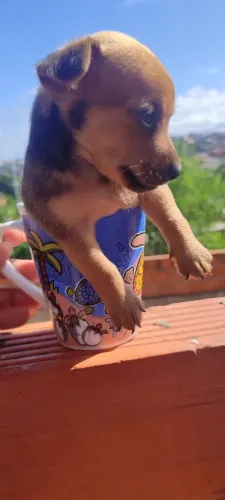 Vendo Pinscher Macho N°1 320,00