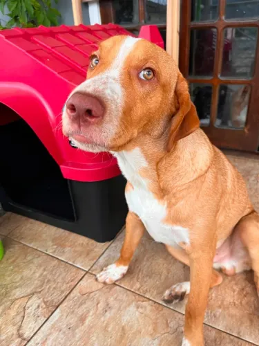 Afonso, filhote de 6 meses dócil, vermifugado e vacinado - RJ