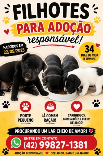 Filhotes para doação 
