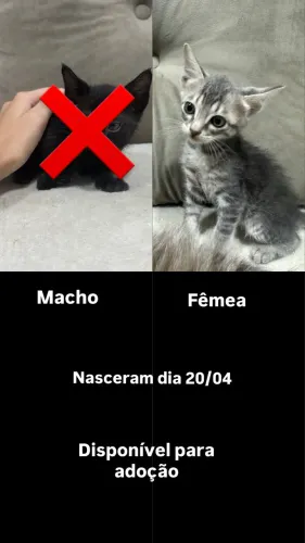 Adoção responsável