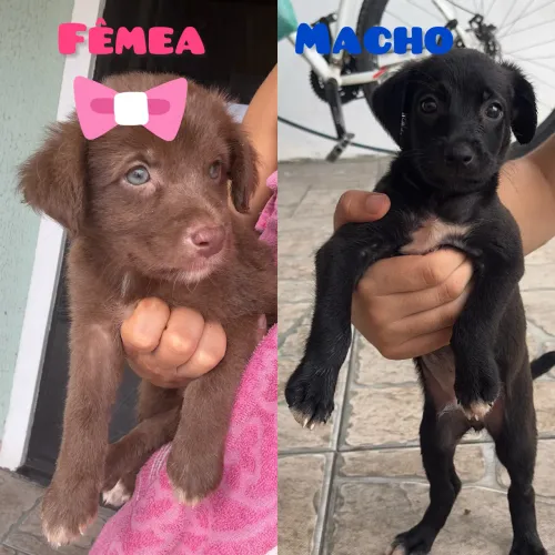 Casal de lindos cachorrinhos 