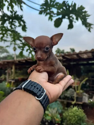 Pinscher fêmea
