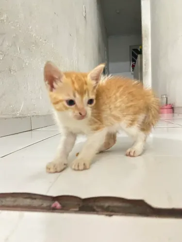 DOAÇÃO DE GATINHOS 