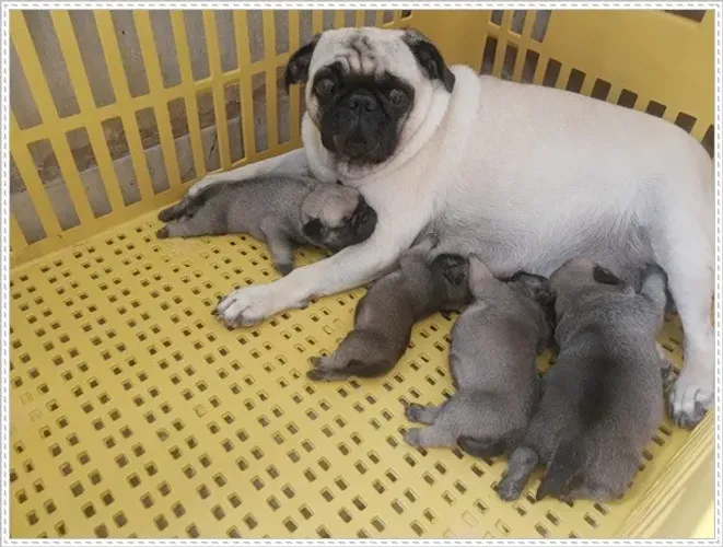 Filhote Pug com Pedigree. Abricó e Preto, Macho e Fêmea.