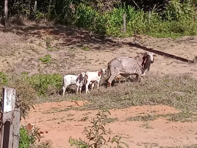 Vaca gir de luxo com bezerro P.O