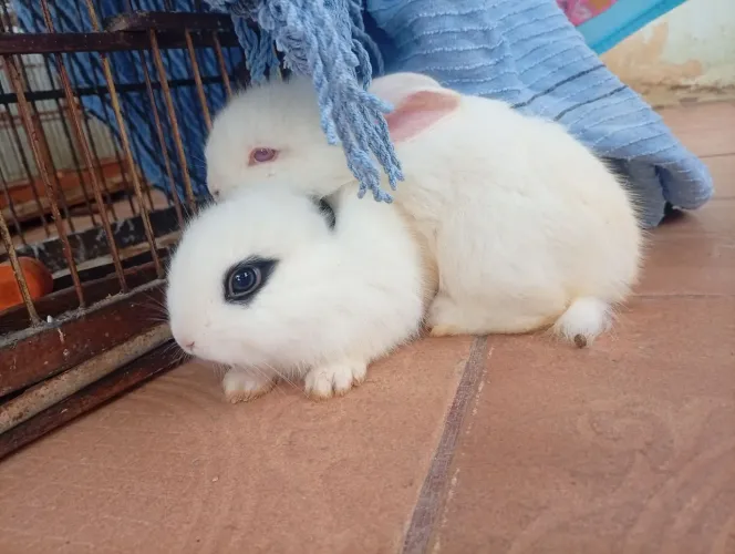 Vendo coelhos