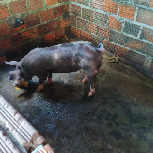 Porco pietrain com 2 meses