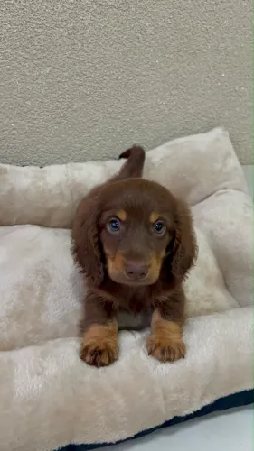 Dachshund pelo longo kaninchen 