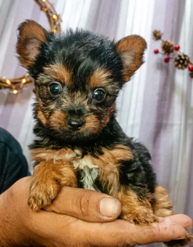 Lindo bebê yorkshire macho pequenininho