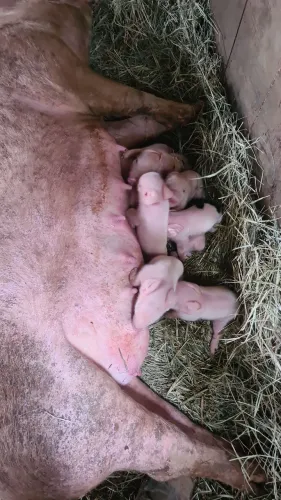 Porca criadeira