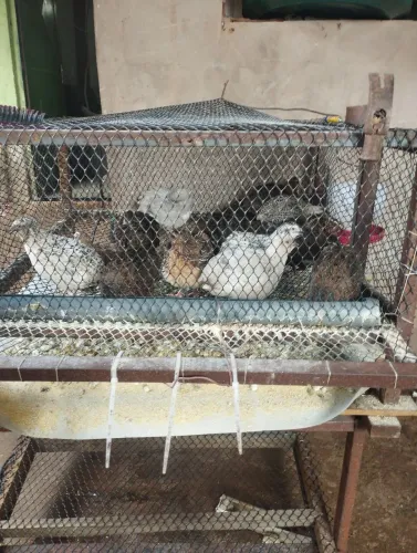 Codornas para abater