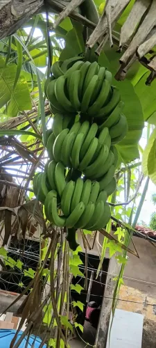Muda de banana nanicão