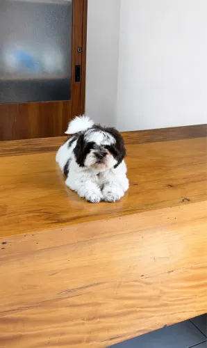 Shihtzu Fêmea Chocolate