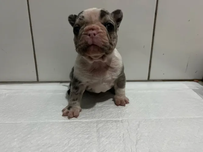 Buldogue francês fêmea merle
