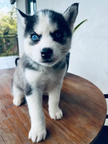 Husky siberiano