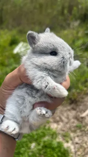 Mini coelho anão netherland