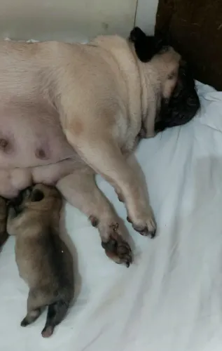Filhote pug