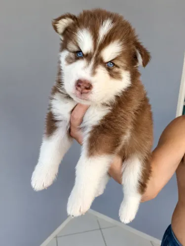 Cachorro