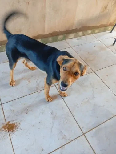 DOAÇÃO DE CACHORRO