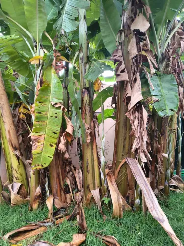 Muda de banana prata 