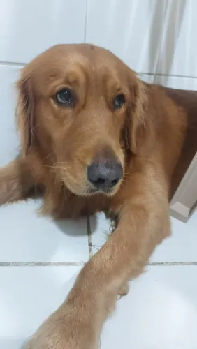 Cruzamento de Golden Raça pura,
