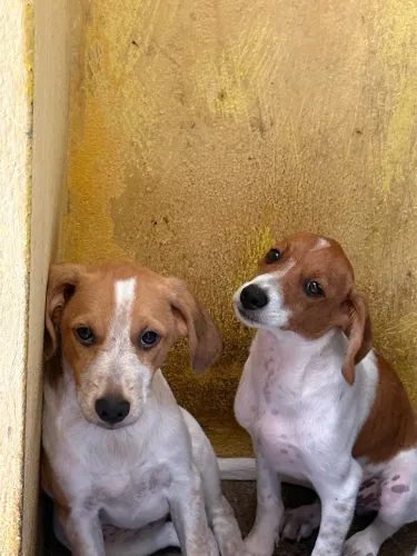 Cachorro