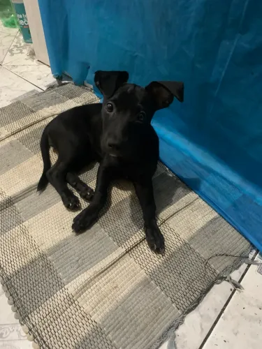 Estou doando essa cachorrinha