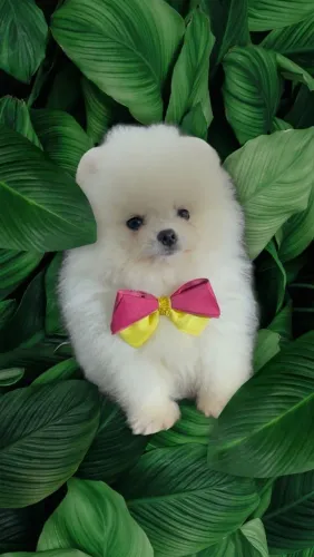 LULU DA POMERÂNIA ANÃO EXCLUSIVO!!!