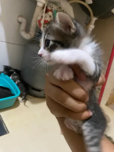 Gatinhos fofinhos