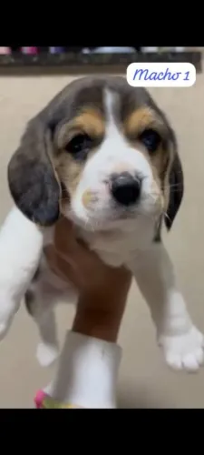 O amor rapidinho | Filhotes com acompanhamento veterinário