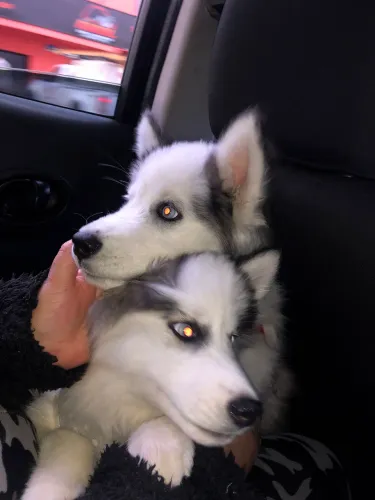 Husky Siberiano Macho 
