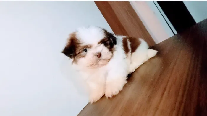 Shih-tzu 