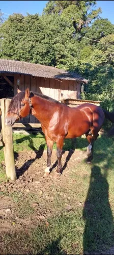 Cavalo crioulo