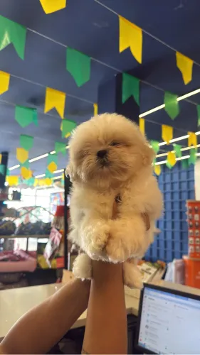 FILHOTES DE SHIH TZU E MALTÊS MACHO COM PEDIGREE
